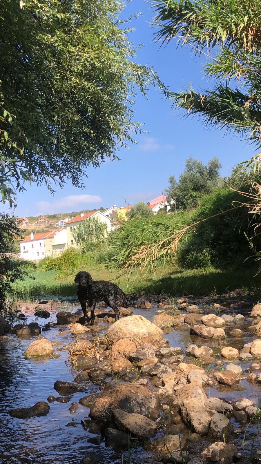Serviços de Petsitting - Mafra - Banhos e Tosquias para Animais