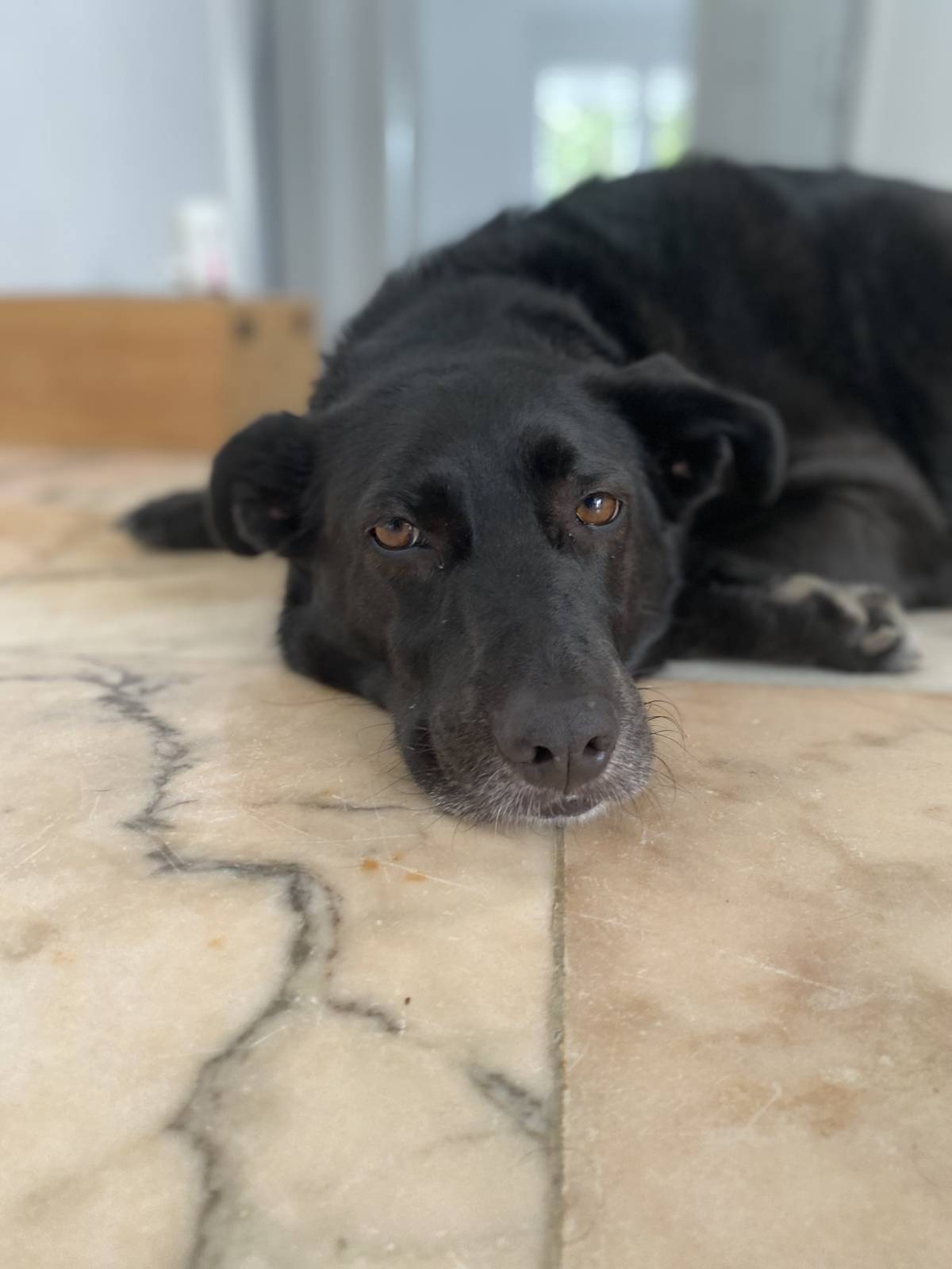 Serviços de Petsitting - Mafra - Treino de Cães - Aulas