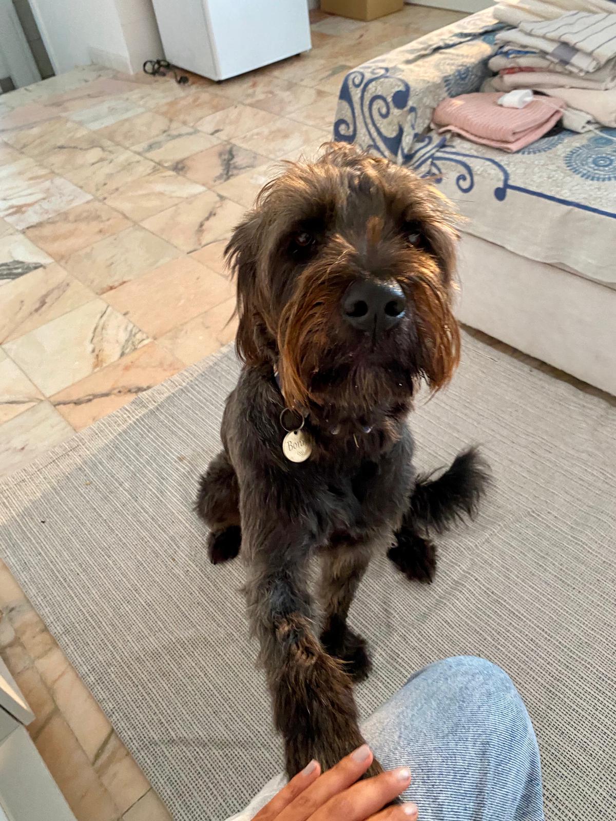 Serviços de Petsitting - Mafra - Treino de Cães