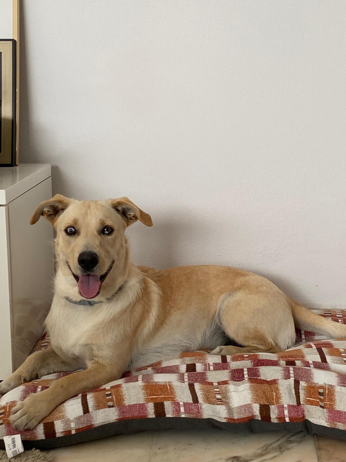 Serviços de Petsitting - Mafra - Nutrição Animal