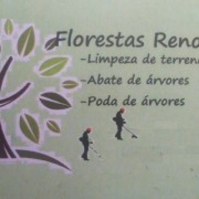 Florestas Renovadas - Braga - Poda y mantenimiento de árboles
