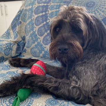 Serviços de Petsitting - Mafra - Treino de Cães
