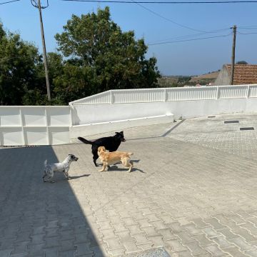 Serviços de Petsitting - Mafra - Treino de Animais