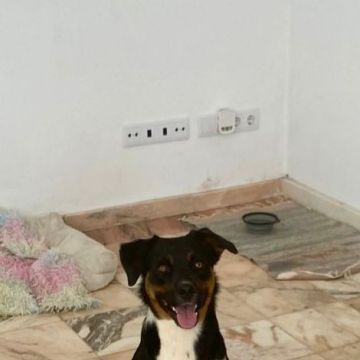 Serviços de Petsitting - Mafra - Modificação de Comportamento Animal