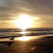 Rita Guerra - Leiria - Baths and Grooming for Animals