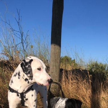 Serviços de Petsitting - Mafra - Creche para Cães