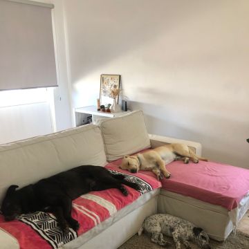 Serviços de Petsitting - Mafra - Cat Sitting