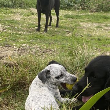 Serviços de Petsitting - Mafra - Pet Sitting e Pet Walking