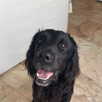 Serviços de Petsitting - Mafra - Pet Sitting
