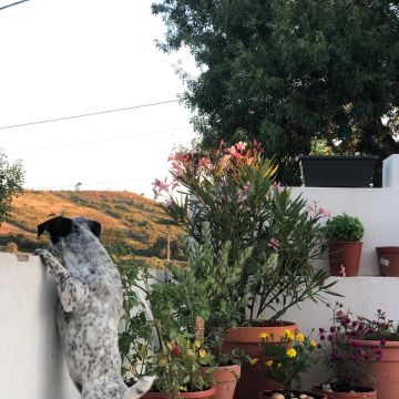 Serviços de Petsitting - Mafra - Cat Sitting
