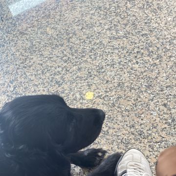 Serviços de Petsitting - Mafra - Modificação de Comportamento Animal