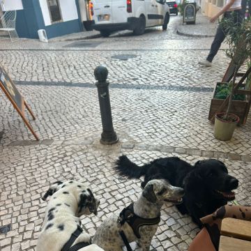 Serviços de Petsitting - Mafra - Treino de Animais