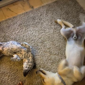 Serviços de Petsitting - Mafra - Hotel para Cães