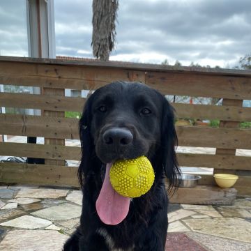 Serviços de Petsitting - Mafra - Treino de Cães
