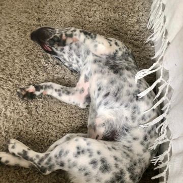 Serviços de Petsitting - Mafra - Modificação de Comportamento Animal