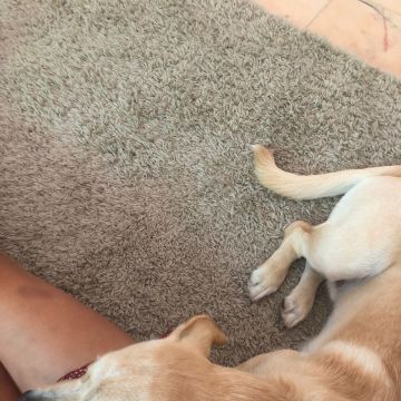 Serviços de Petsitting - Mafra - Pet Sitting e Pet Walking