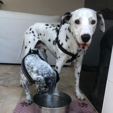 Serviços de Petsitting - Mafra - Veterinários