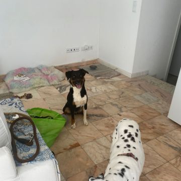 Serviços de Petsitting - Mafra - Hotel para Cães