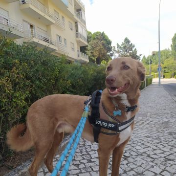 Cãominhar By Paula Fraga - Braga - Cuidar tus perros