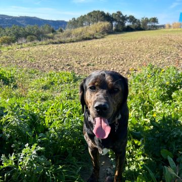 Serviços de Petsitting - Mafra - Dog Walking