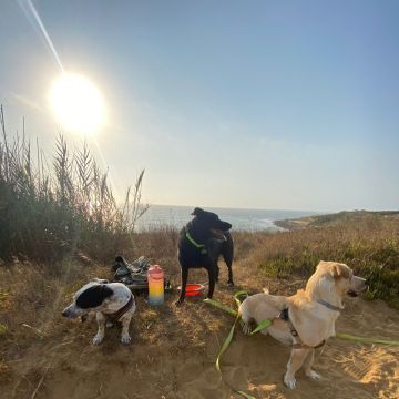 Serviços de Petsitting - Mafra - Banhos e Tosquias para Animais