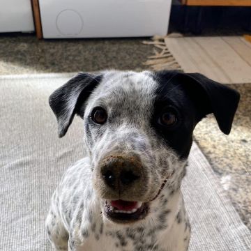 Serviços de Petsitting - Mafra - Dog Sitting