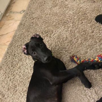 Serviços de Petsitting - Mafra - Treino de Cães - Aulas
