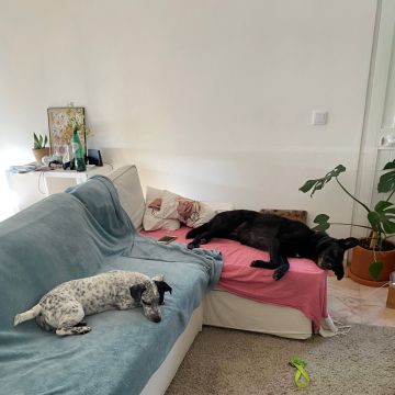 Serviços de Petsitting - Mafra - Hotel para Cães