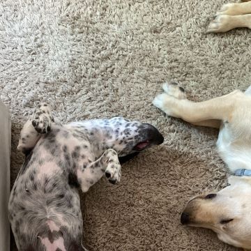 Serviços de Petsitting - Mafra - Treino de Cães - Aulas