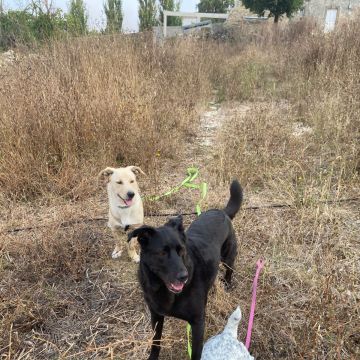 Serviços de Petsitting - Mafra - Hotel e Creche para Animais