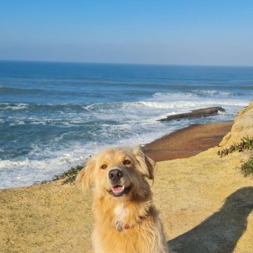 Serviços de Petsitting - Mafra - Banhos e Tosquias para Animais