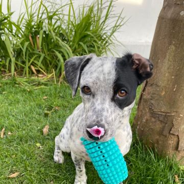 Serviços de Petsitting - Mafra - Cuidados para Animais de Estimação