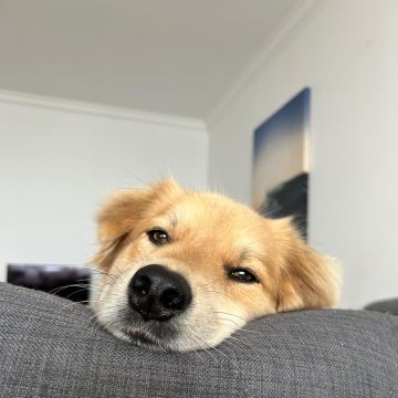 Serviços de Petsitting - Mafra - Creche para Cães