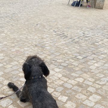 Serviços de Petsitting - Mafra - Hotel de Animais de Estimação