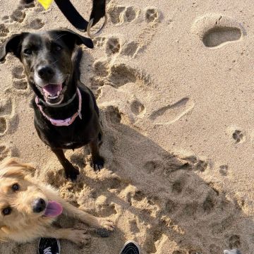 Serviços de Petsitting - Mafra - Banhos e Tosquias para Animais
