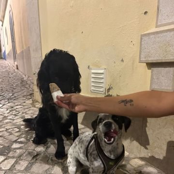 Serviços de Petsitting - Mafra - Dog Walking