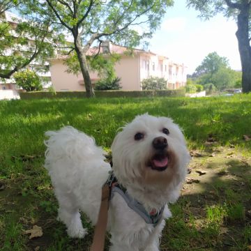 Cãominhar By Paula Fraga - Braga - Cuidar tus mascotas