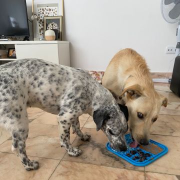 Serviços de Petsitting - Mafra - Dog Walking