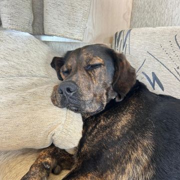 Serviços de Petsitting - Mafra - Nutrição Animal