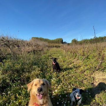 Serviços de Petsitting - Mafra - Dog Walking