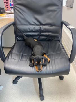 Dog Hotel
