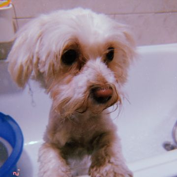 Cãominhar By Paula Fraga - Braga - Cuidado de mascotas