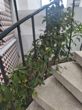 Serviço de Jardinagem