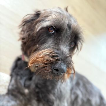Serviços de Petsitting - Mafra - Hotel de Animais de Estimação