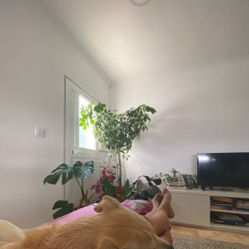 Serviços de Petsitting - Mafra - Creche para Cães