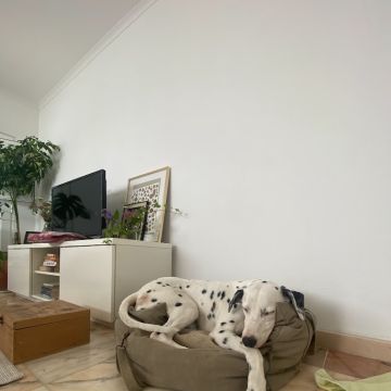 Serviços de Petsitting - Mafra - Cuidados para Animais de Estimação