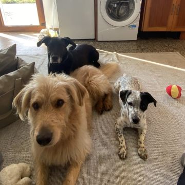Serviços de Petsitting - Mafra - Creche para Cães