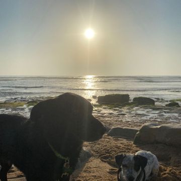 Serviços de Petsitting - Mafra - Treino de Cães - Aulas