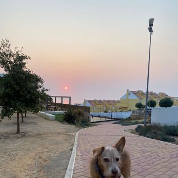 Serviços de Petsitting - Mafra - Cat Sitting