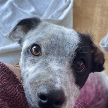 Serviços de Petsitting - Mafra - Hotel e Creche para Animais